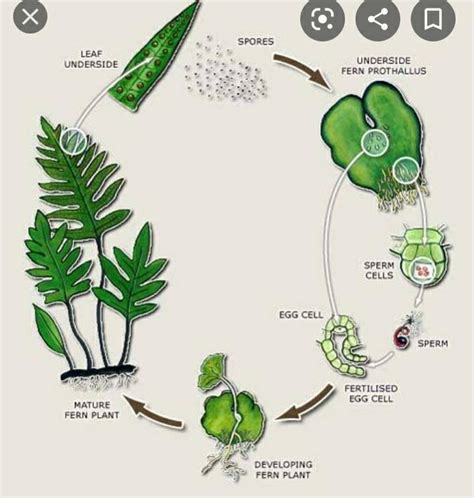 28. Explain the life cycle of Fern plant. - Brainly.in