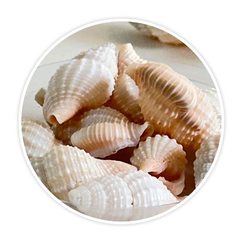 Premium Sea Shells for Artistic Creations - Elevate Your Craft Project