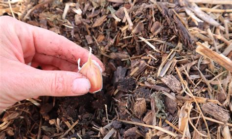 Image result for Planting Spring Garlic