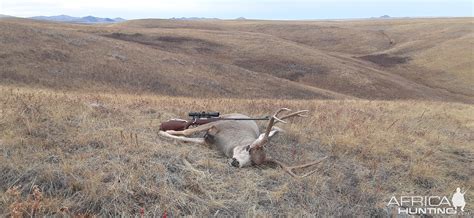 Mule Deer Hunt Canada | AfricaHunting.com