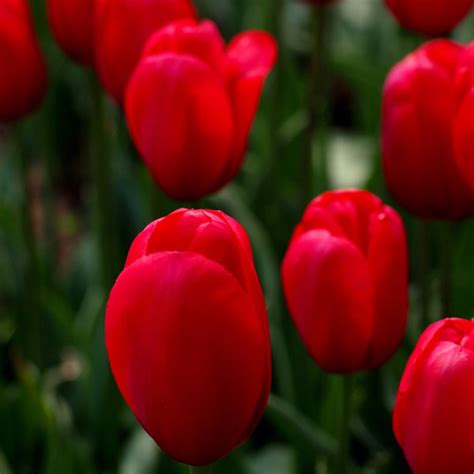 Red Tulips - Canvas Prints by Sina Irani | Buy Posters, Frames, Canvas ...