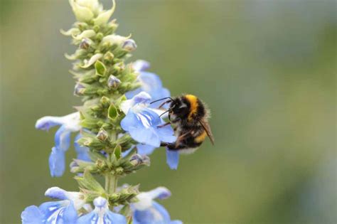 The Vanishing Buzz: Understanding the Crisis Facing Our Bees – Thinking ...