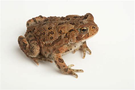Image result for Bup Toad Texture
