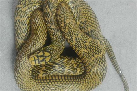 大王蛇能长多大，附大王蛇的生活习性 - 农敢网