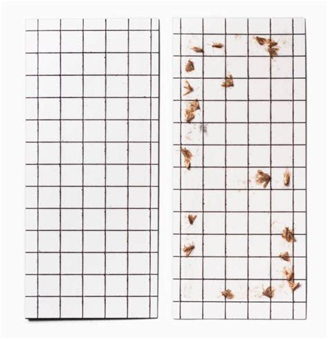 Image result for Cloth Moth Control