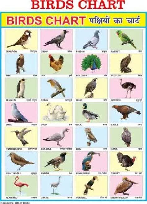 Birds Chart for Kids | My First Early Learning Types of Birds ...