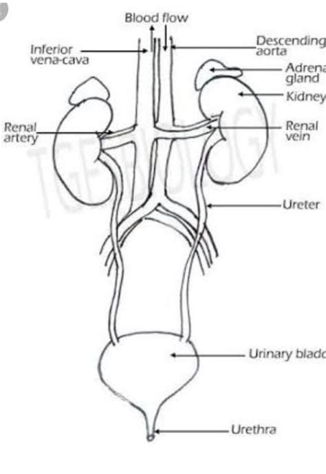 Draw a diagram of human excretory system and label kidneys, ureters on ...