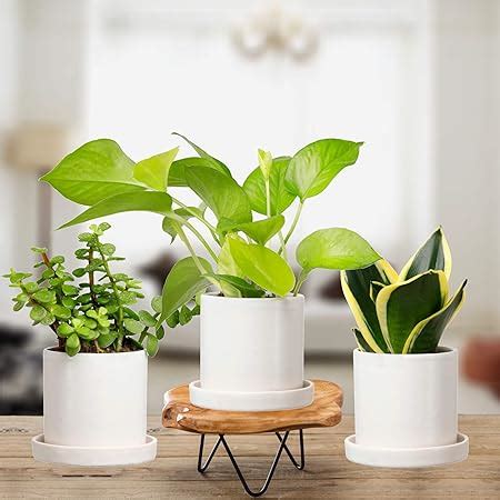 Plantmojo, Combo of Golden Money, Golden Snake & Jade Plant, in White ...