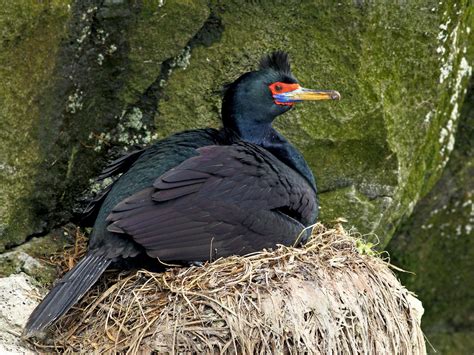 Red-faced Cormorant - eBird