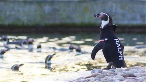 Beloved penguin famous for wearing O'Neill custom wetsuit dies | KTVU FOX 2