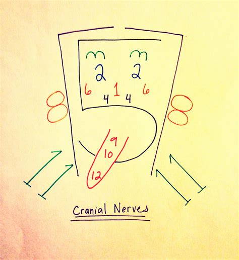 Face Drawing Cranial Nerves at Mary Wilber blog