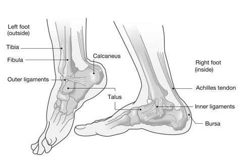 Foot Ligaments Anatomy