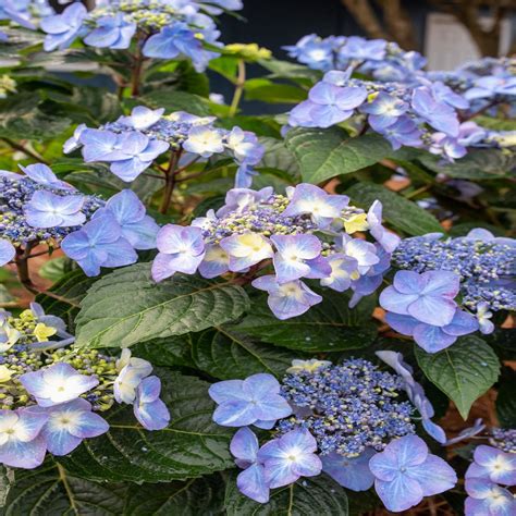Hydrangea Macrophylla Pop Star Endless Summer Big Leaf | SiteOne