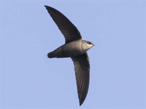 Chimney Swift - eBird