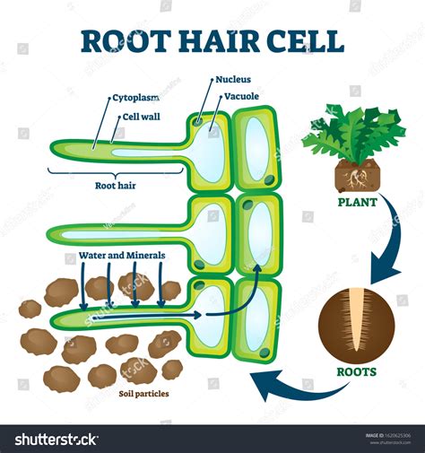 Hair Root Structure 的图像结果