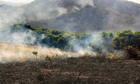 India’s Forest Cover Has Increased; But at What Cost?