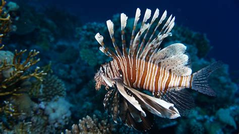 Invasive lionfish becoming permanent feature of Mediterranean Sea ...