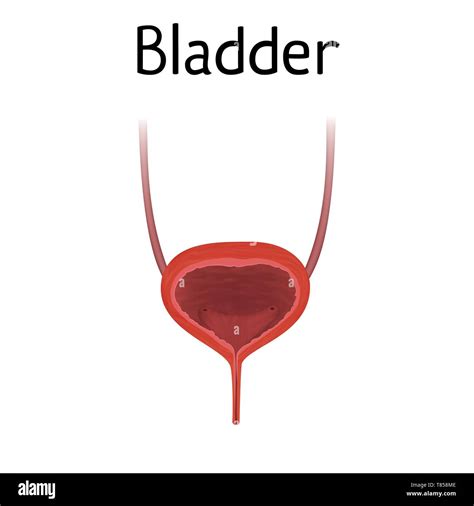 Bladder urinary healthy anatomy hi-res stock photography and images - Alamy