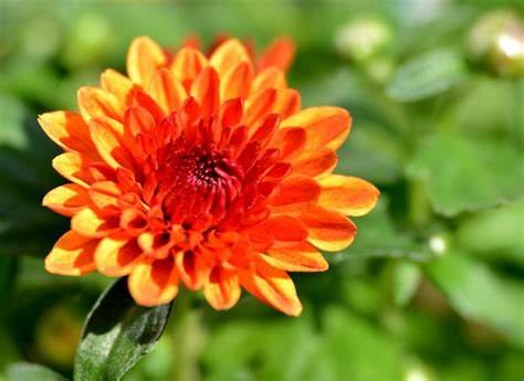 Orange Chrysanthemum Plant