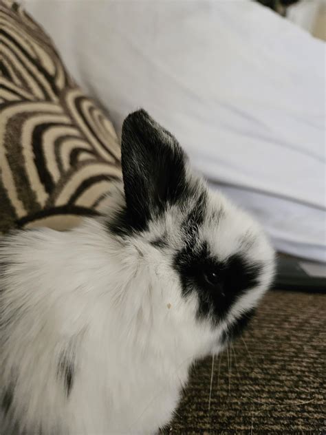 Could Someone Remove the Brown Speck Below His Eye? Thanks! : r/PhotoshopRequest