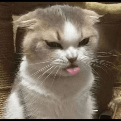 Image result for Cat Coding at Computer