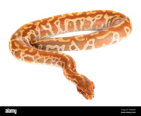 Python Brongersmai Care 的图像结果