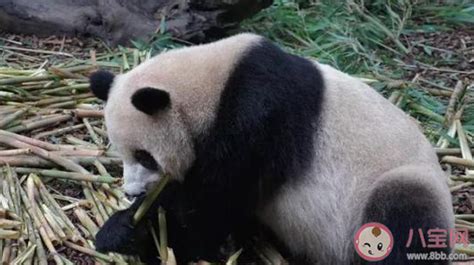 大熊猫被小鸟薅毛毫无反应淡定干饭 大熊猫最喜欢吃的是什么 _八宝网