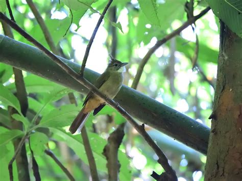Ochraceous Bulbul - eBird
