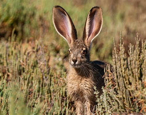 Land Mammals - Wildlife - Bruce Elliott Photography