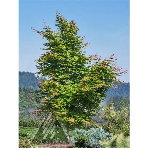 +Flash Fire Maple Tree Problems 的图像结果