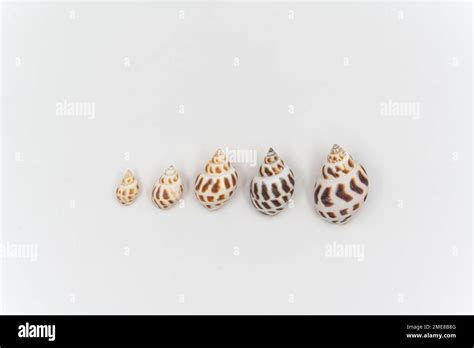 Image result for Isolated Shells