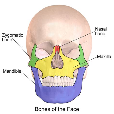 Maxilla And Mandible
