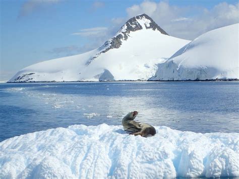 Wonders of Antarctic wildlife - 60 South