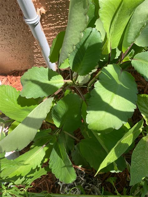 Leaf of Life Mexican Love Leaf Leaf of Life Live Plant Bryophyllum ...