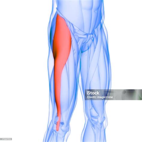 Human Muscular System Leg Muscles Tensor Fasciae Latae Muscles Anatomy ...