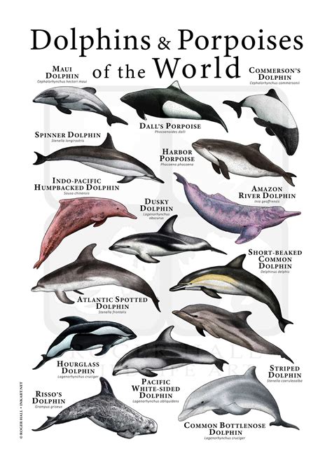 Genus Of Dolphin