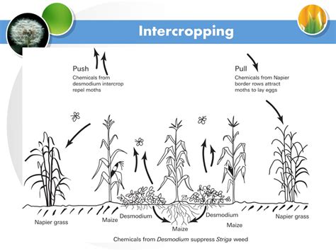 PPT - Cropping systems, Cropping patterns ABT-320 PowerPoint Presentation - ID:9183676