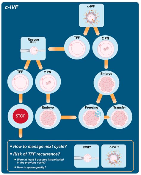 Opportunities and Limits of Conventional IVF versus ICSI: It Is Time to Come off the Fence