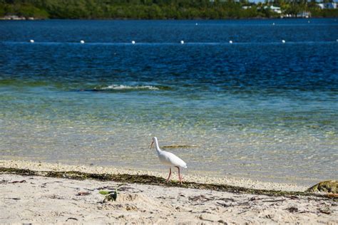11+ Best Beaches in Key Largo, Florida (Public + Private)