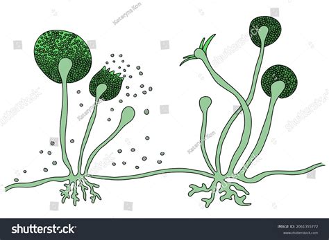Spore Formation In Bread Mould