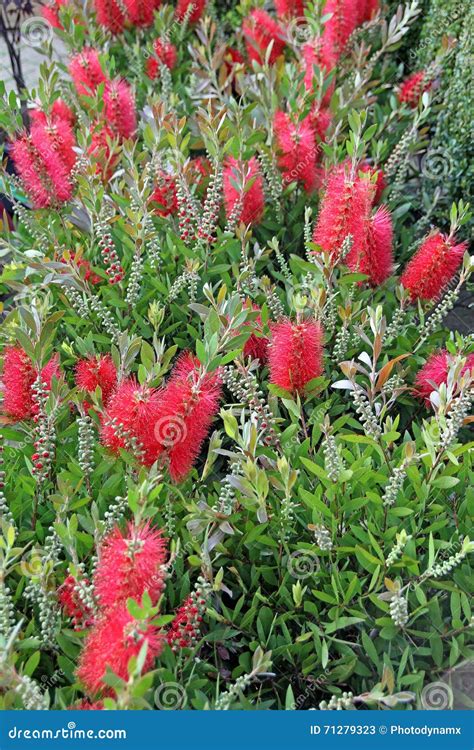 Bottle brush plant stock image. Image of natural, callistemon - 71279323