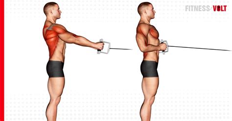 Image result for Cable Row Muscles