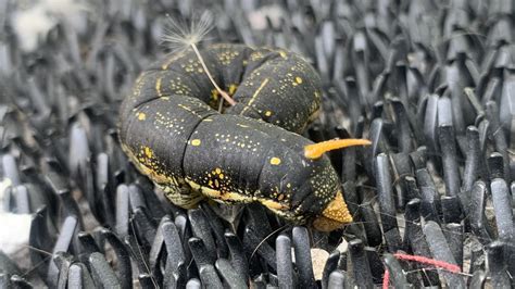 Image result for Alien Caterpillar Creature