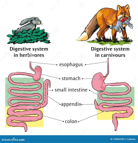 Digestive System
