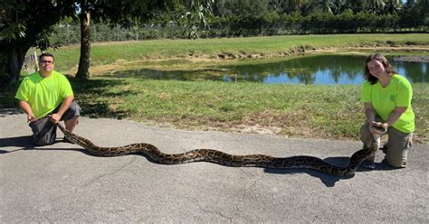 Image result for Catching Python Snakes