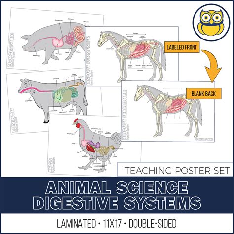 Digestive Systems Of Livestock
