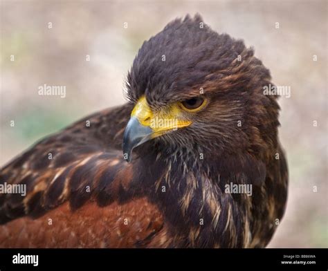 Harris Hawk (parabuteo unicinctus), UK Stock Photo - Alamy