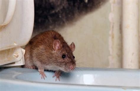 为什么老鼠会进入室内 - 知乎