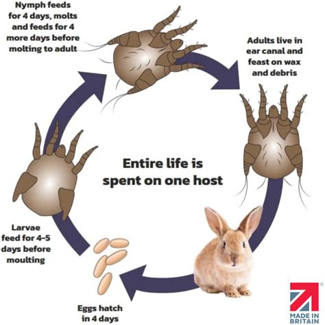 Rabbit Ear Mites