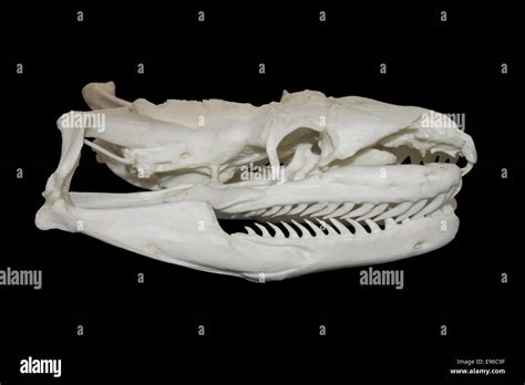 Image result for Python Skull